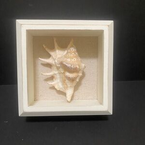 Seashell in frame coastal beach home decor shadowbox